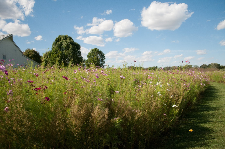 Homestead Metro Park – wildflower fields